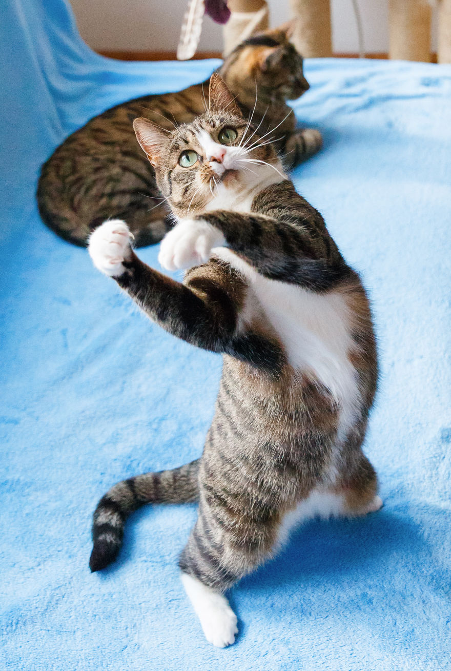 My Favourite Photos With Bobo And Nikita Cats Which I Took In Last Two Years