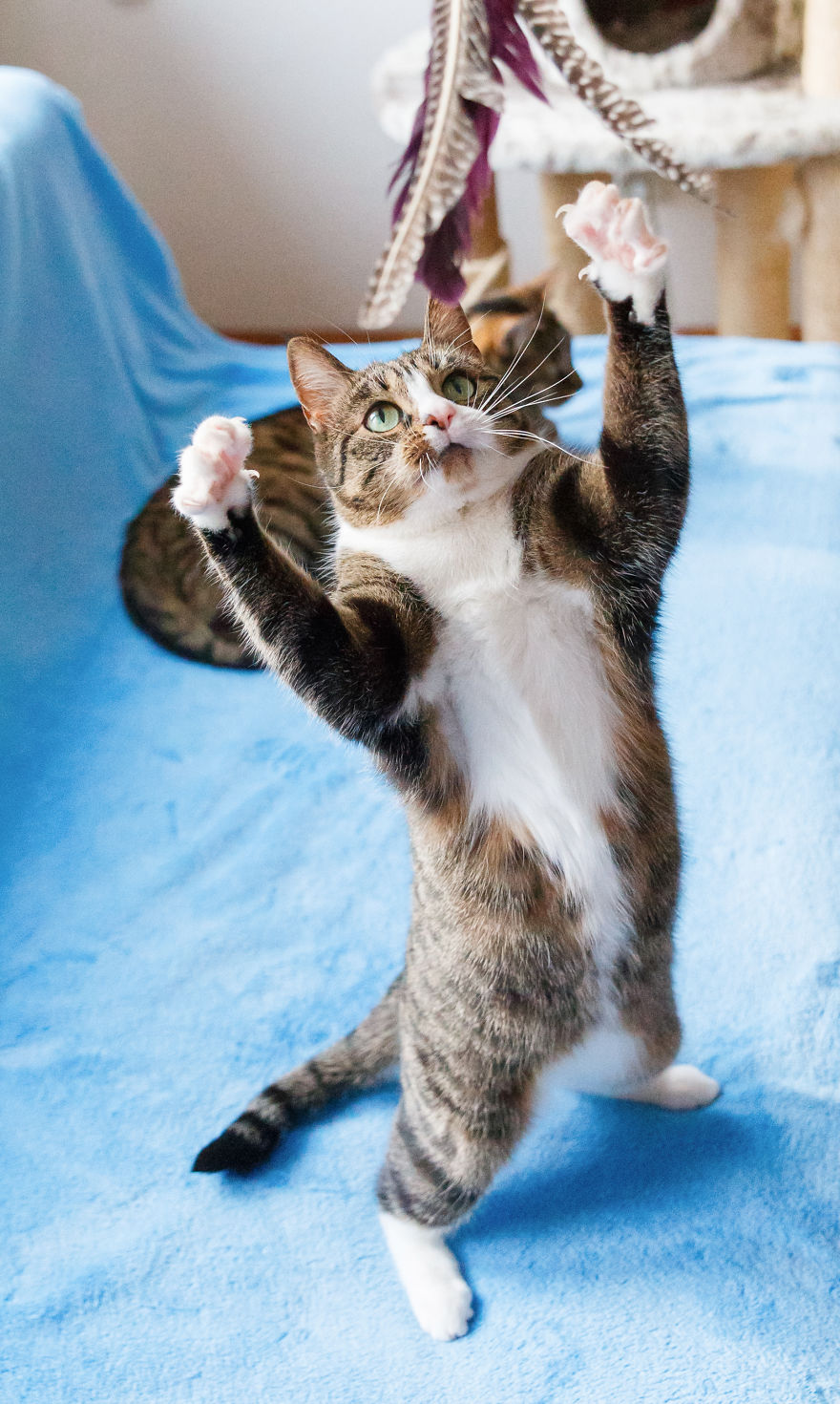 My Favourite Photos With Bobo And Nikita Cats Which I Took In Last Two Years