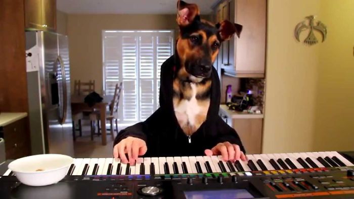 Bella The Dog Has A Unique Talent