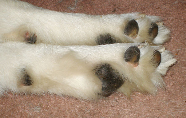 Nala_footsies-4_1000res-5a9b39d54c558.jpg