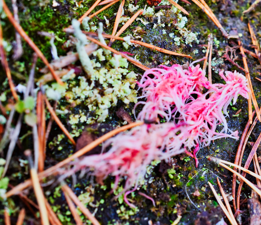 I Take Pictures Of Funky Fungi