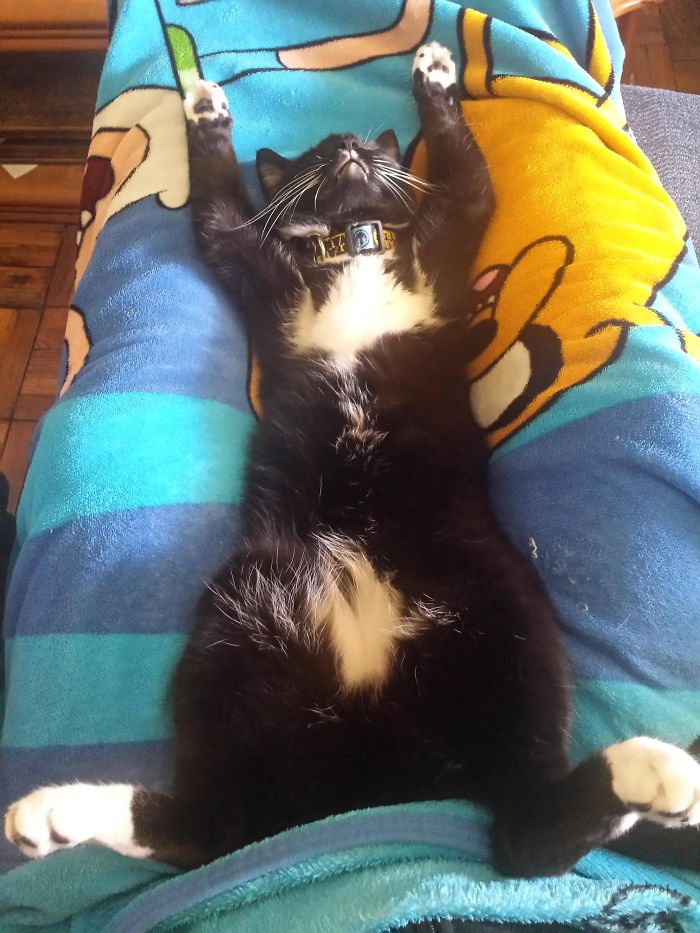Twitter Users Have Started A New Trend- Take Pictures Of Your Cats Stretched