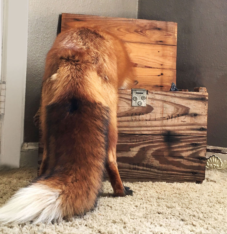 Here's What It's Like To Live With Juniper The World's Happiest Fox
