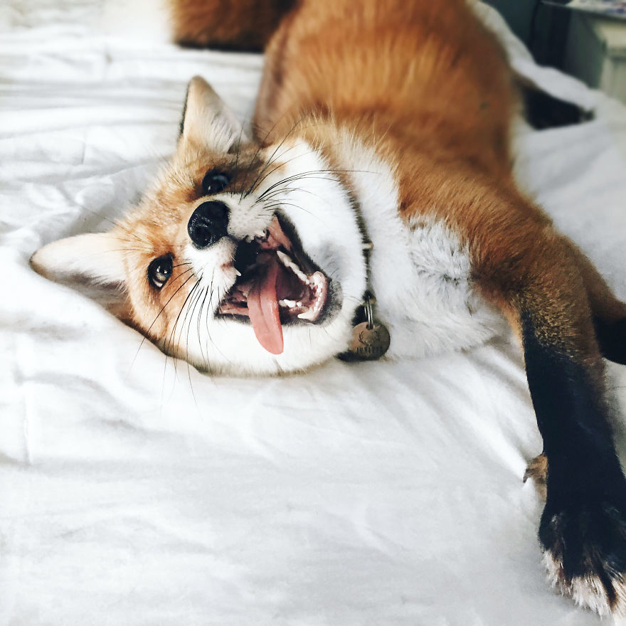 Here's What It's Like To Live With Juniper The World's Happiest Fox