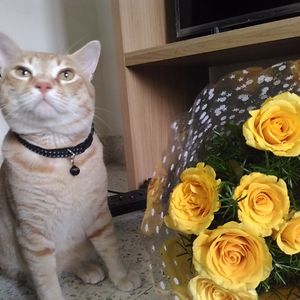 nukshinarolkr avatar