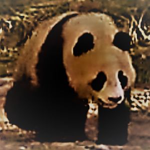 danceandedance avatar