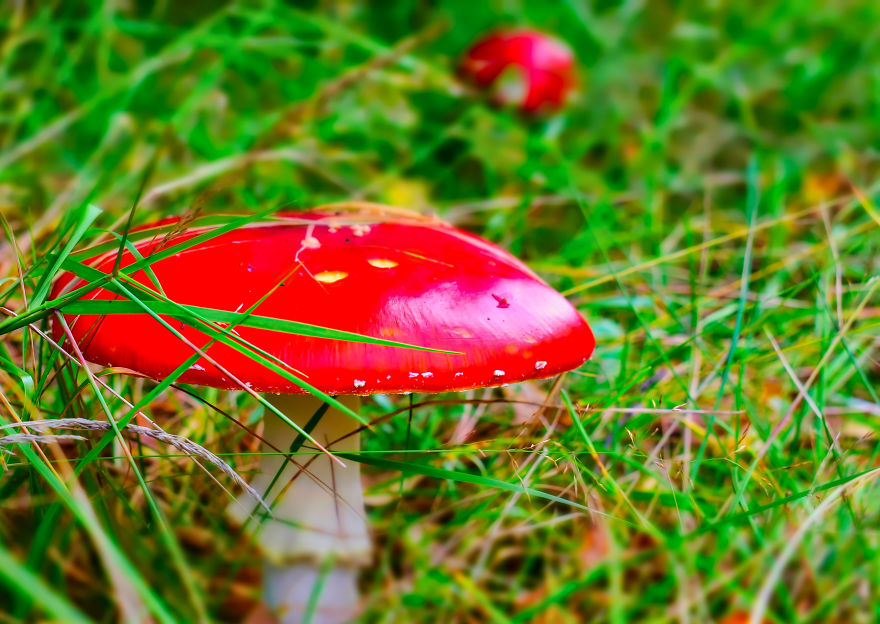 I Take Pictures Of Funky Fungi I Take Pictures Of Funky Fungi