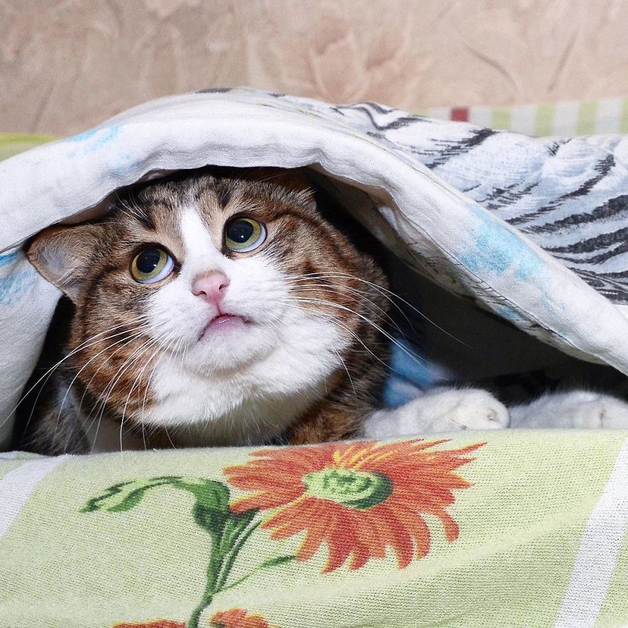 Rexie, The Cat With Human-Like Expressions