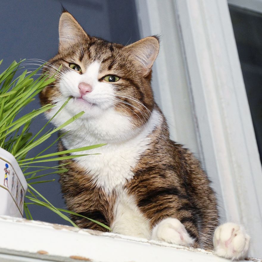 Rexie, The Cat With Human-Like Expressions