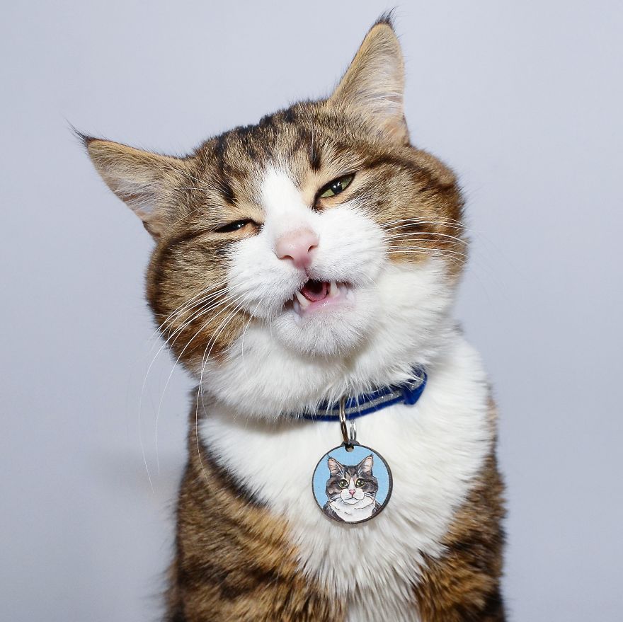 Rexie, The Cat With Human-Like Expressions