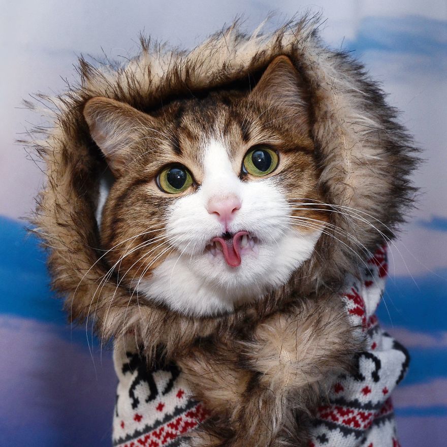 Rexie, The Cat With Human-Like Expressions