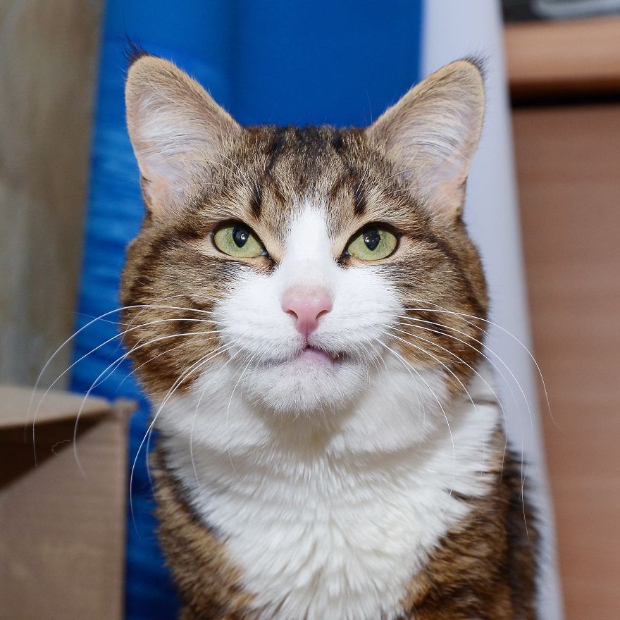 Rexie, The Cat With Human-Like Expressions