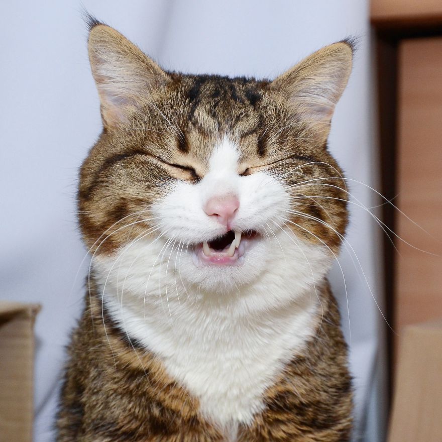 Rexie, The Cat With Human-Like Expressions