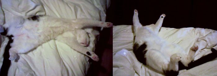 Our Cat Likes To Sleep Like This