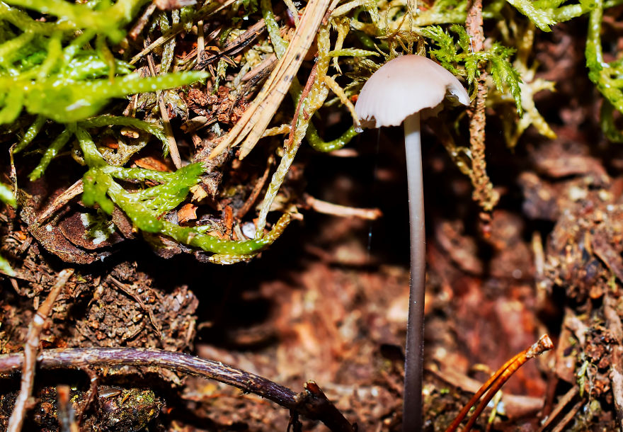 I Take Pictures Of Funky Fungi