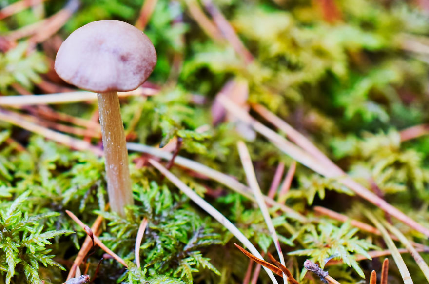 I Take Pictures Of Funky Fungi I Take Pictures Of Funky Fungi