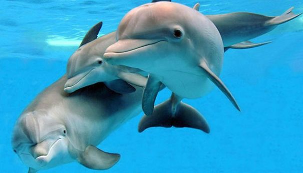 Some Of The Happiest (And Funniest) Facts You'll Ever Read