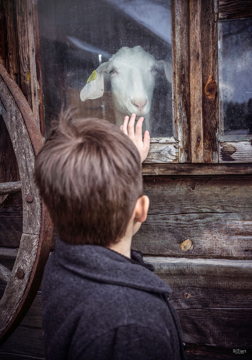 The Friendship Between Children And Animals The Friendship Between Children And Animals