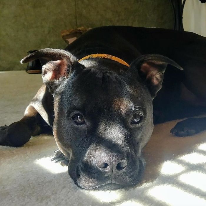 Thief Makes A Huge Mistake Breaking Into Home Where 9-Year-Old Boy Lives Thief Makes A Huge Mistake Breaking Into Home Where 9-Year-Old Boy Lives