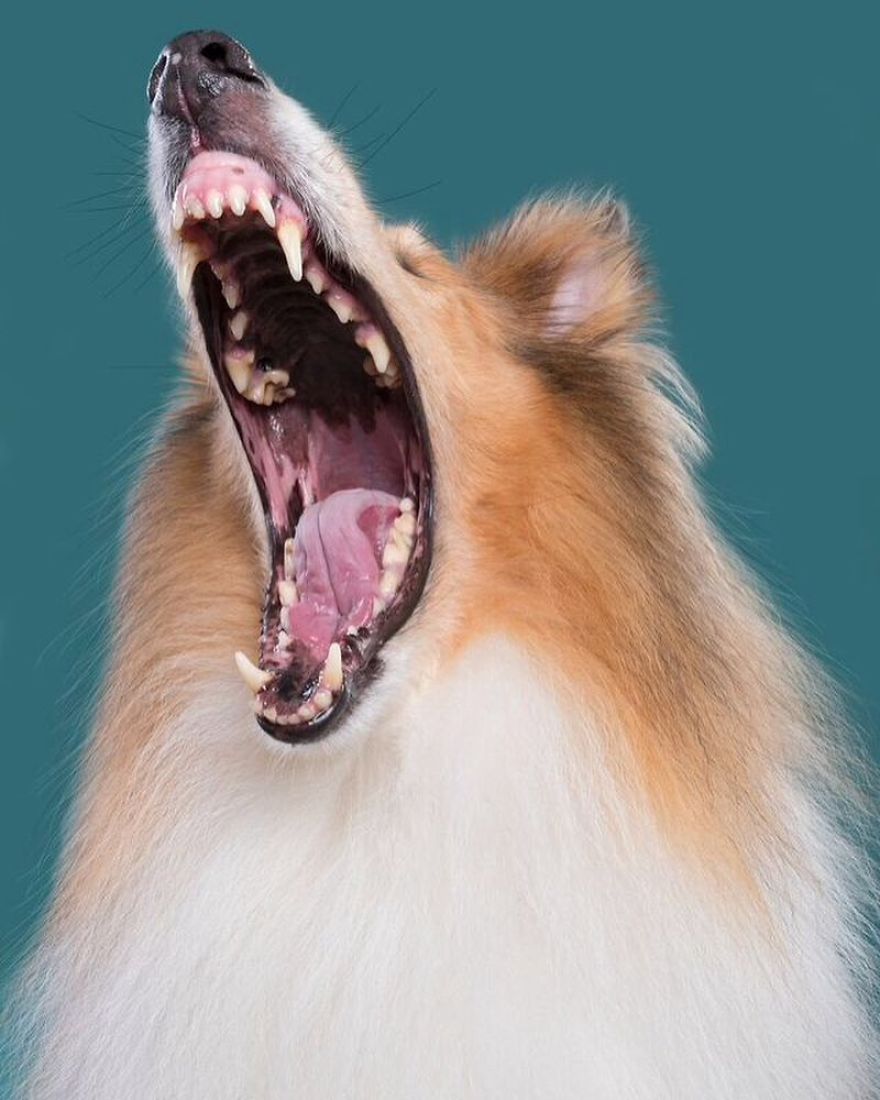 Linus - Stepped On A Lego