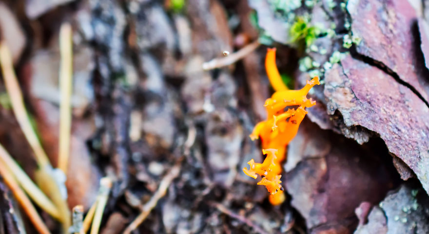 I Take Pictures Of Funky Fungi