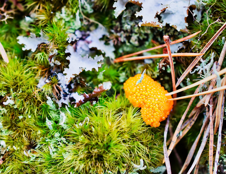 I Take Pictures Of Funky Fungi