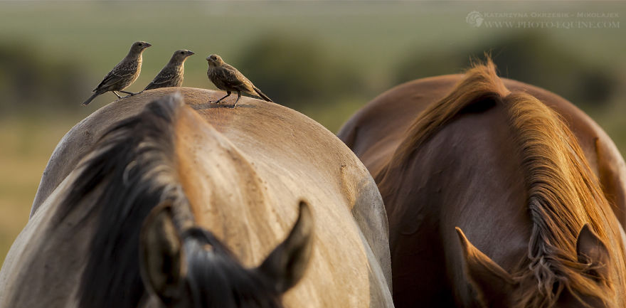 Feathered Guardians Of The Western Prairies