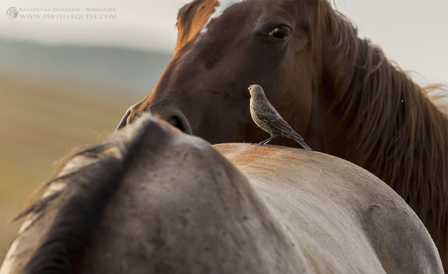 Feathered Guardians Of The Western Prairies