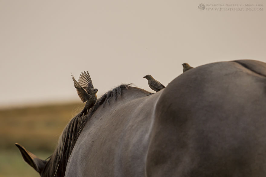 Feathered Guardians Of The Western Prairies