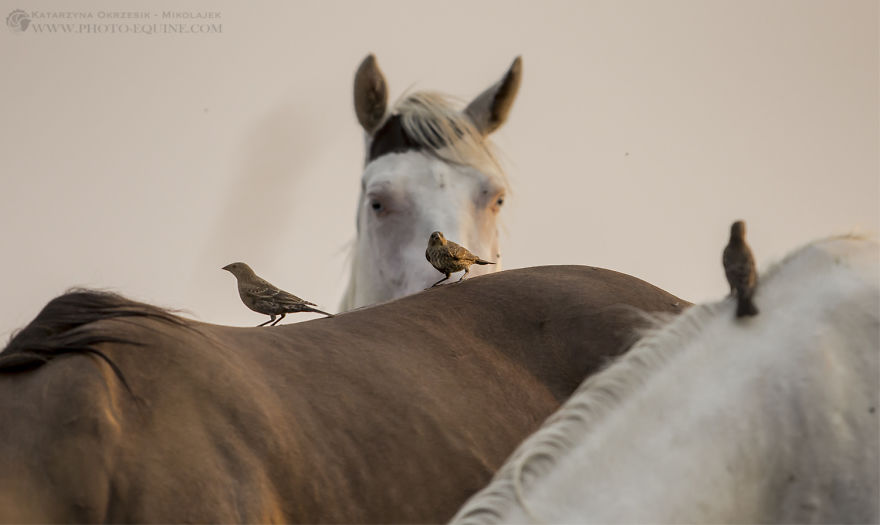 Feathered Guardians Of The Western Prairies
