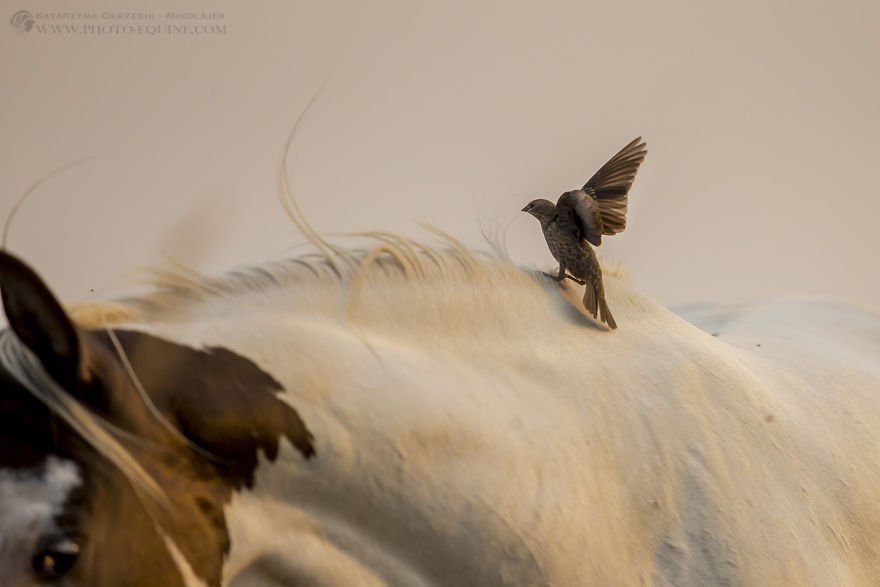 Feathered Guardians Of The Western Prairies