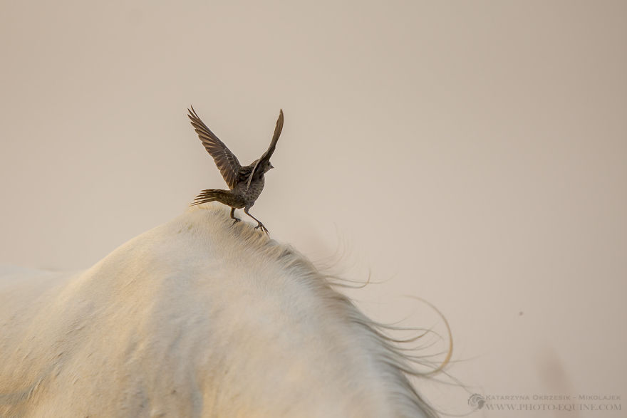 Feathered Guardians Of The Western Prairies
