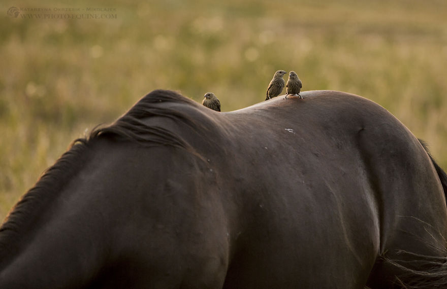 Feathered Guardians Of The Western Prairies