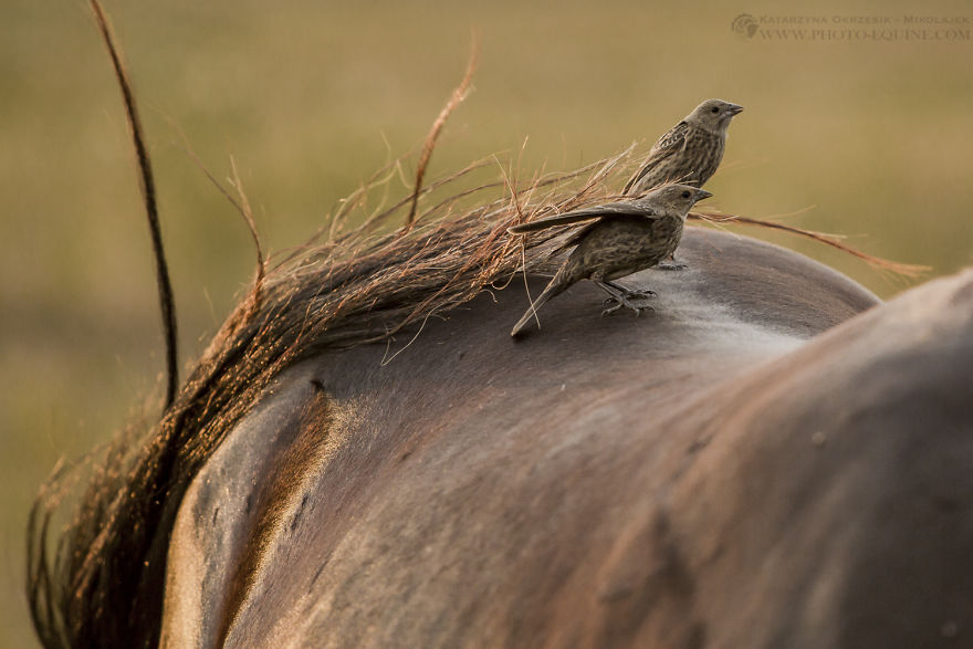 Feathered Guardians Of The Western Prairies