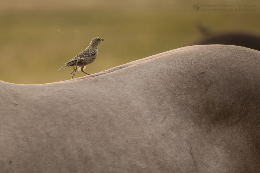 Feathered Guardians Of The Western Prairies