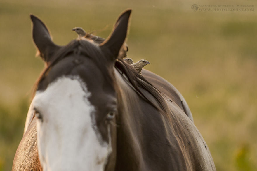 Feathered Guardians Of The Western Prairies