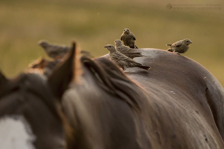 Feathered Guardians Of The Western Prairies