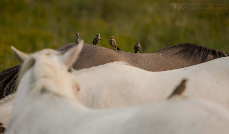 Feathered Guardians Of The Western Prairies