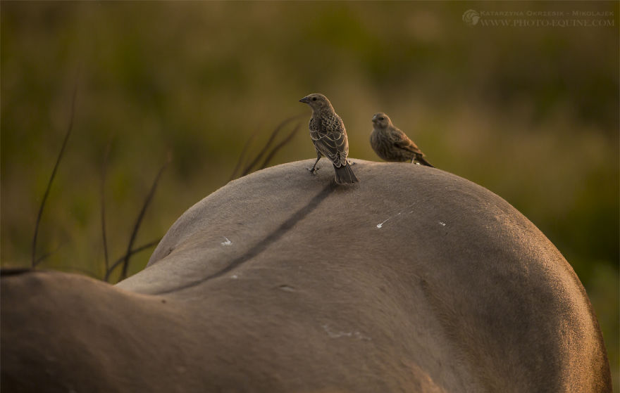 Feathered Guardians Of The Western Prairies