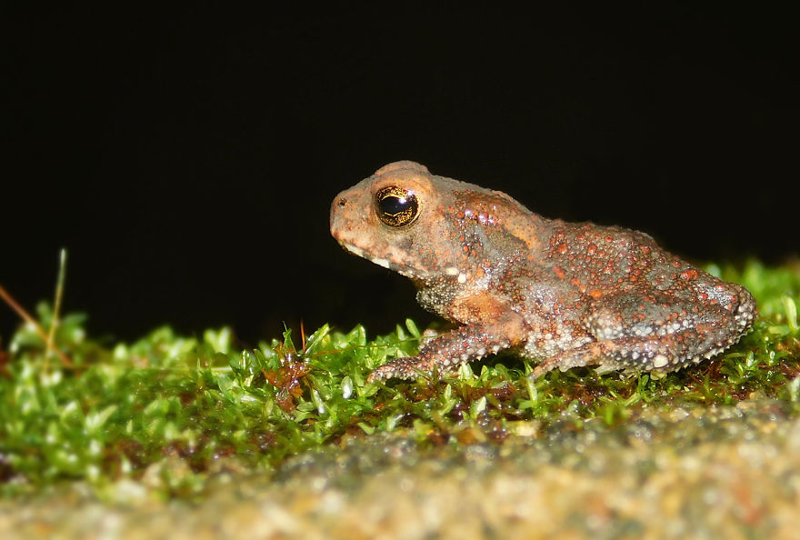 My Macro Photography Tour To Amboli