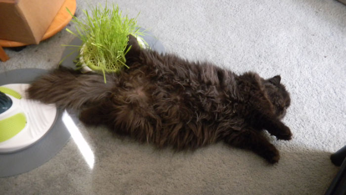 Andy Wore Himself Out Nibbling Grass.