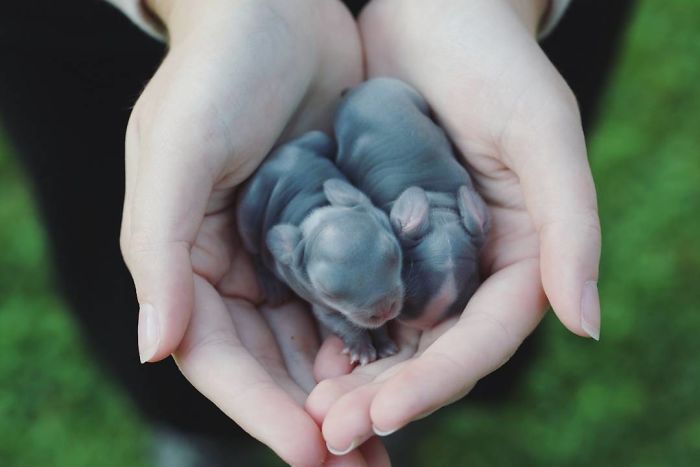 Baby-Rabbits-Palms-Blue-Clover-Rabbitry