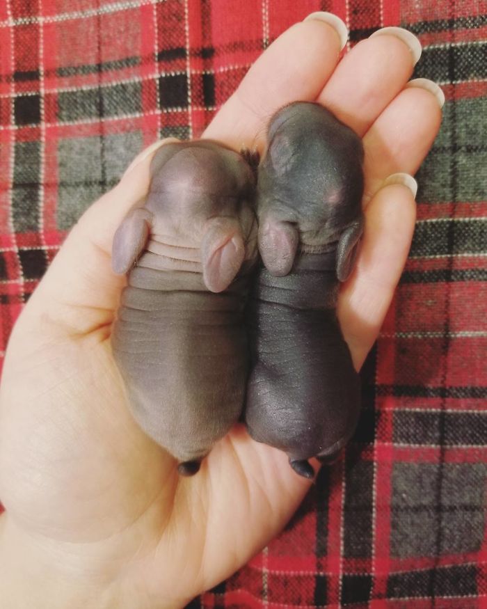 Baby-Rabbits-Palms-Blue-Clover-Rabbitry