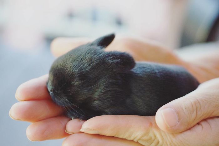 Baby-Rabbits-Palms-Blue-Clover-Rabbitry