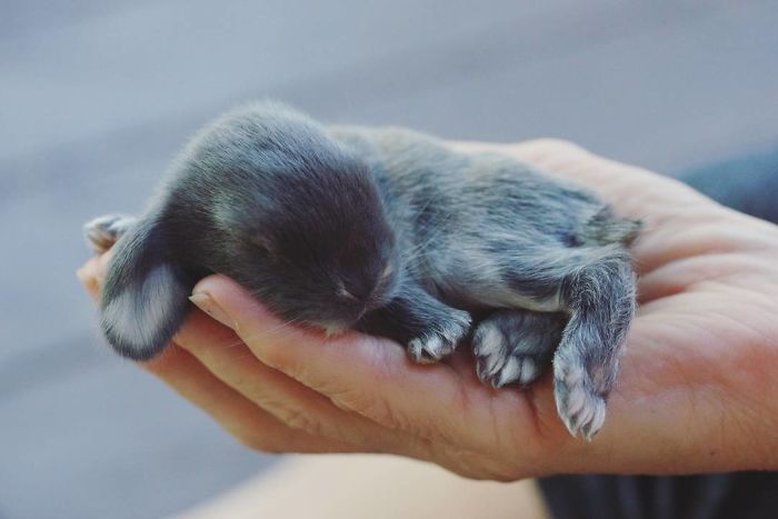 Baby-Rabbits-Palms-Blue-Clover-Rabbitry