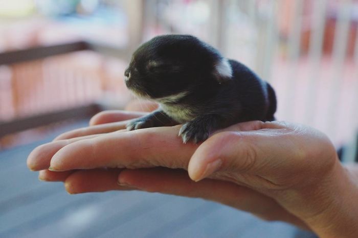 Baby-Rabbits-Palms-Blue-Clover-Rabbitry