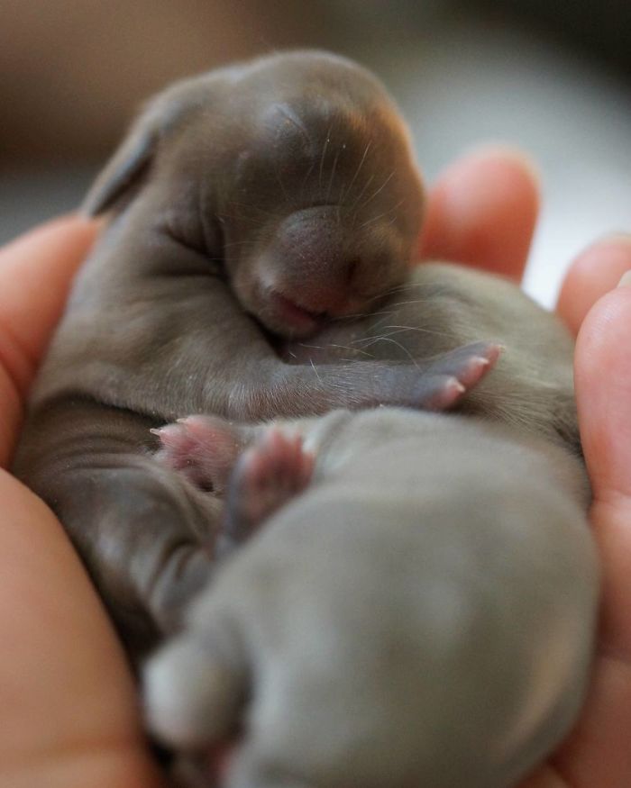 Baby-Rabbits-Palms-Blue-Clover-Rabbitry