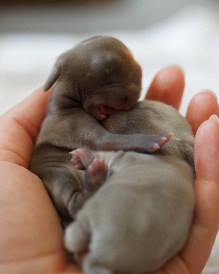 Baby-Rabbits-Palms-Blue-Clover-Rabbitry