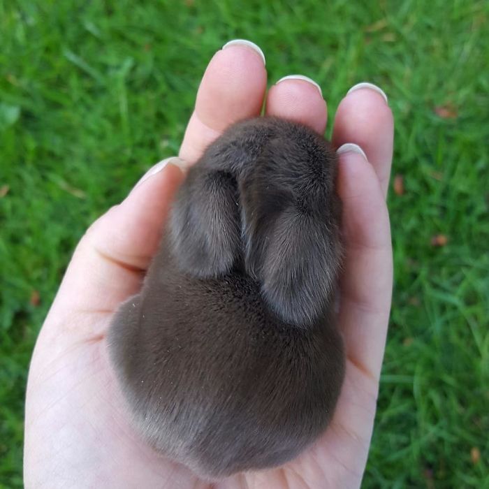 Baby-Rabbits-Palms-Blue-Clover-Rabbitry