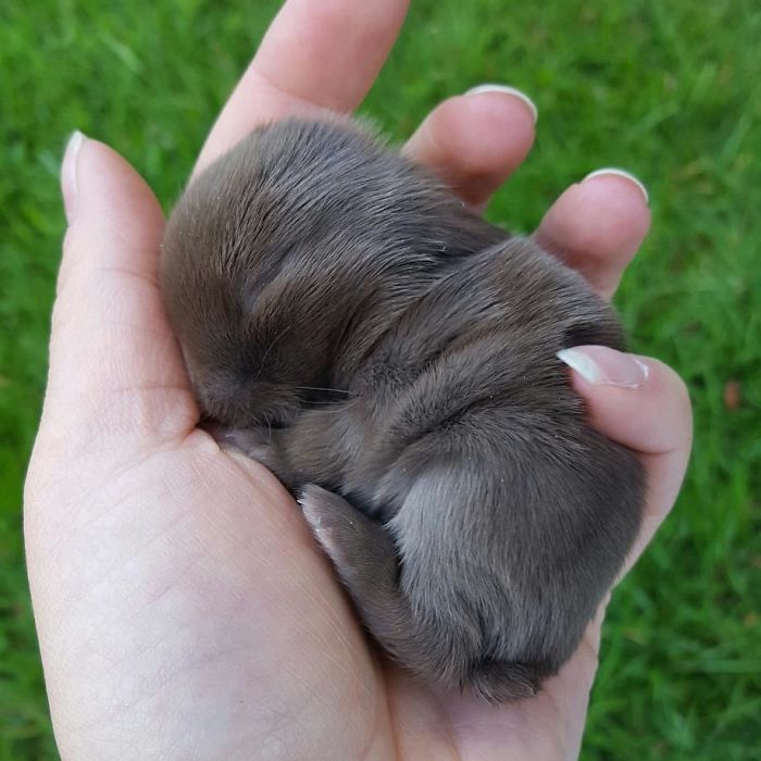 Baby-Rabbits-Palms-Blue-Clover-Rabbitry